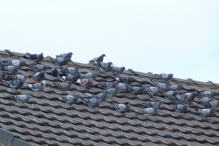 Tauben auf dem Dach