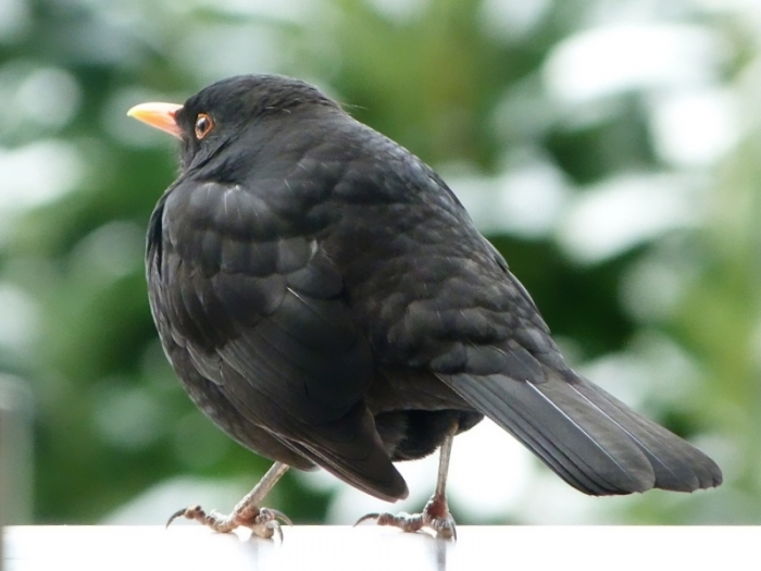 Amsel