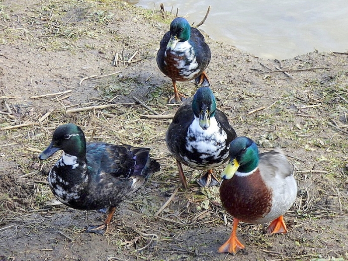 Die Unzertrennlichen