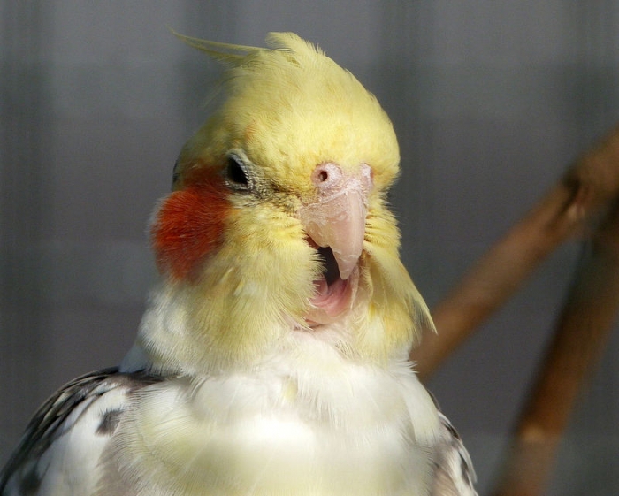 Bitte recht freundlich