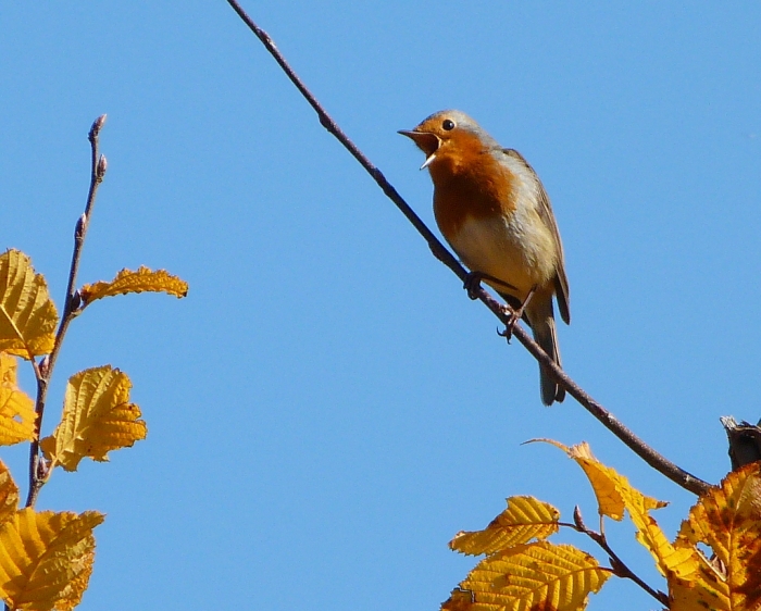 Singendes Rotkehlchen