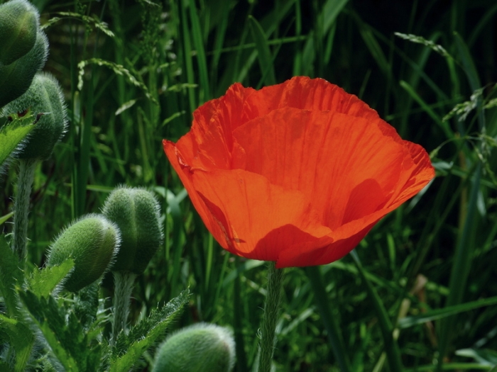 Mohn mit Knospen