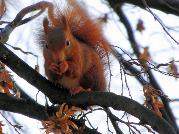 Eichhörnchen
