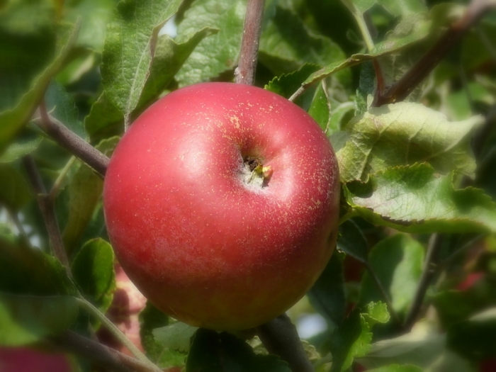Apfel