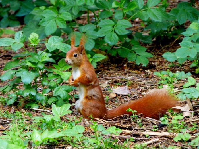 Eichhörnchen
