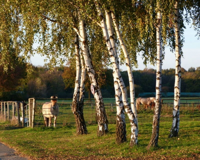 Birken in der Abendsonne