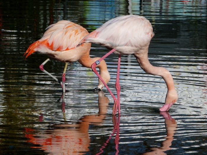 Flamingos