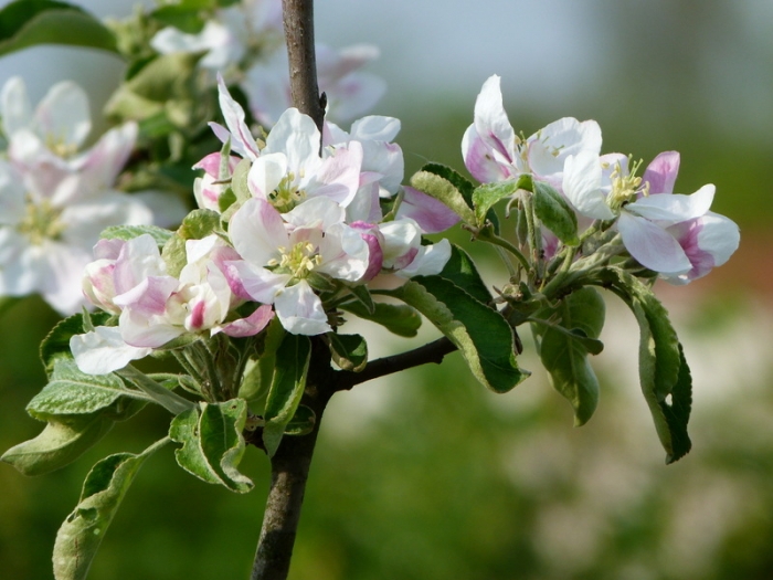 Apfelblüten