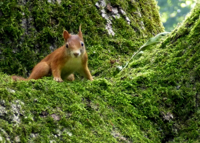 Eichhörnchen