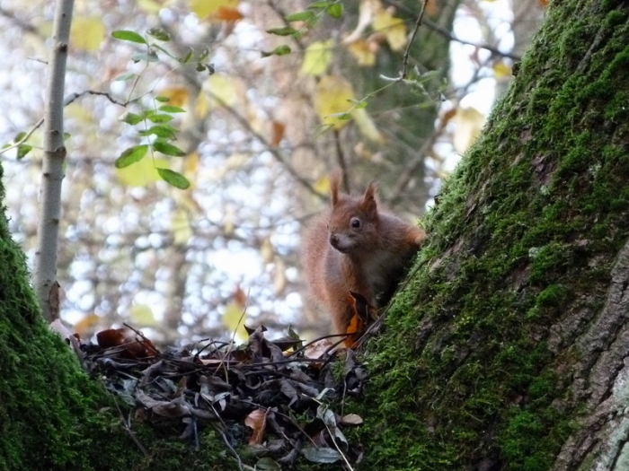 Eichhörnchen