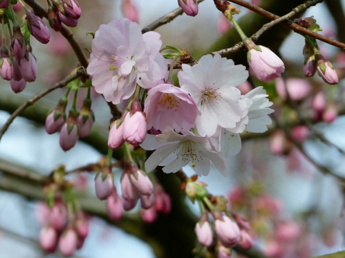 Japanische Kirschblüte