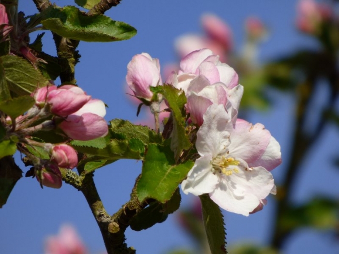 Apfelblüten