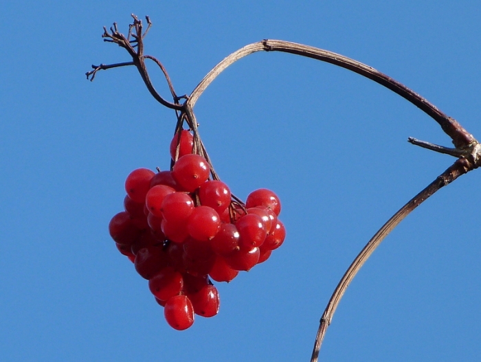 Rote Beeren