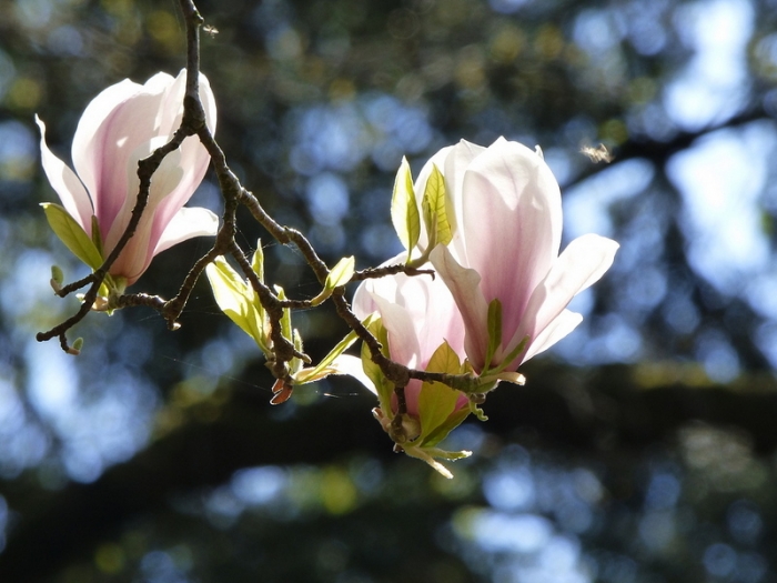 Magnolien