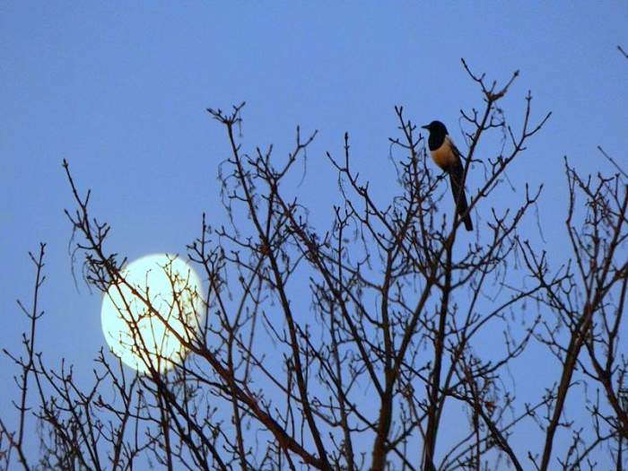 Elster im Mondschein