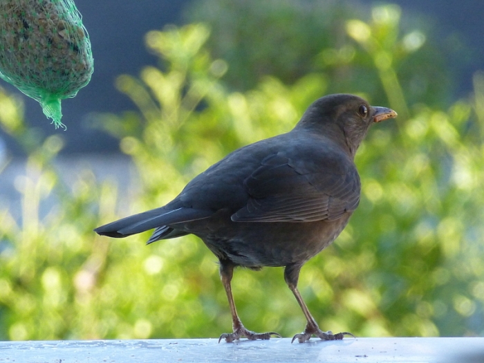 Amsel w.