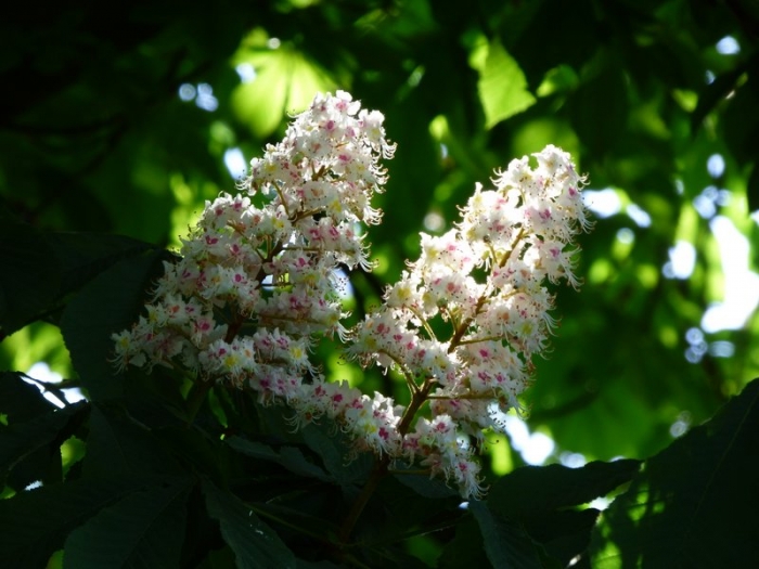 Kastanienblüten
