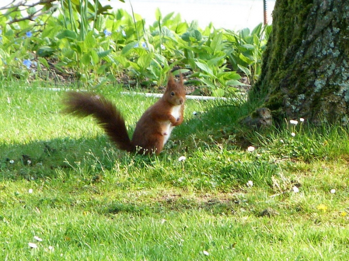 Eichhörnchen