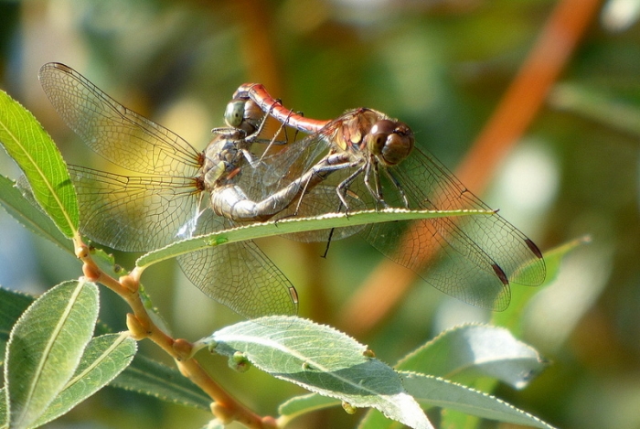 Libellenpaarung
