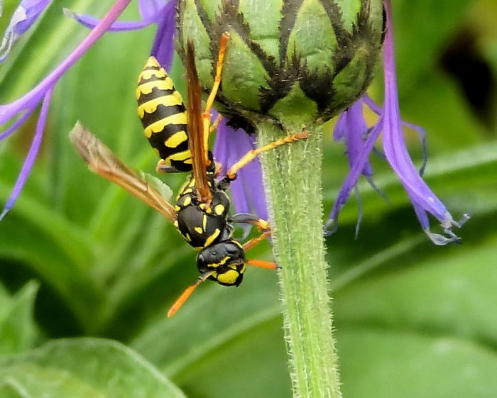 Hornisse oder Feldwespe