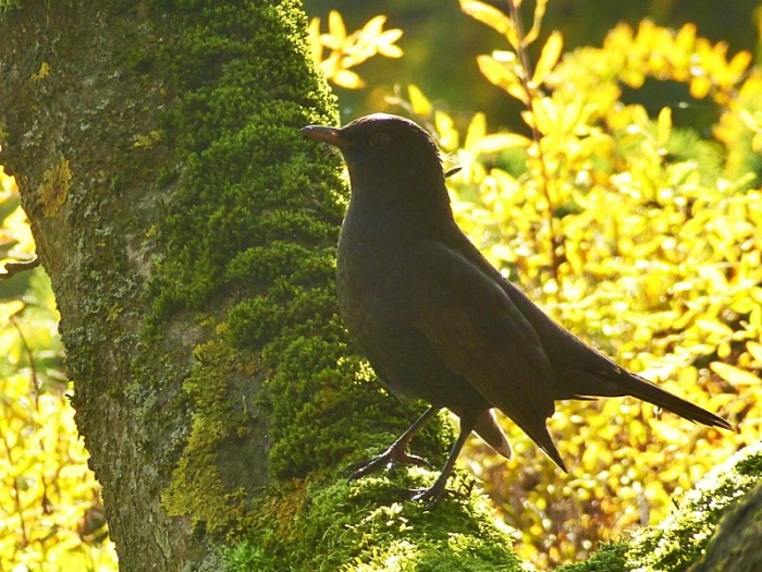 Amsel