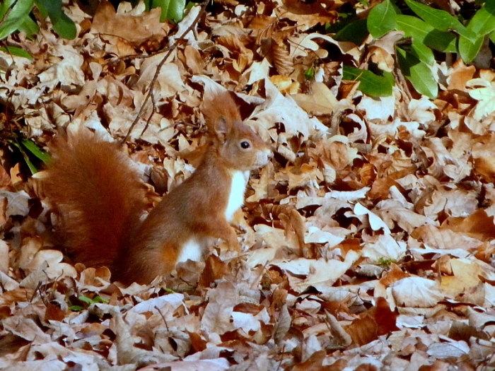 Eichhörnchen