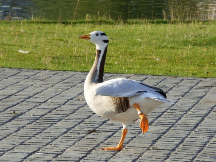 Indische Streifengans