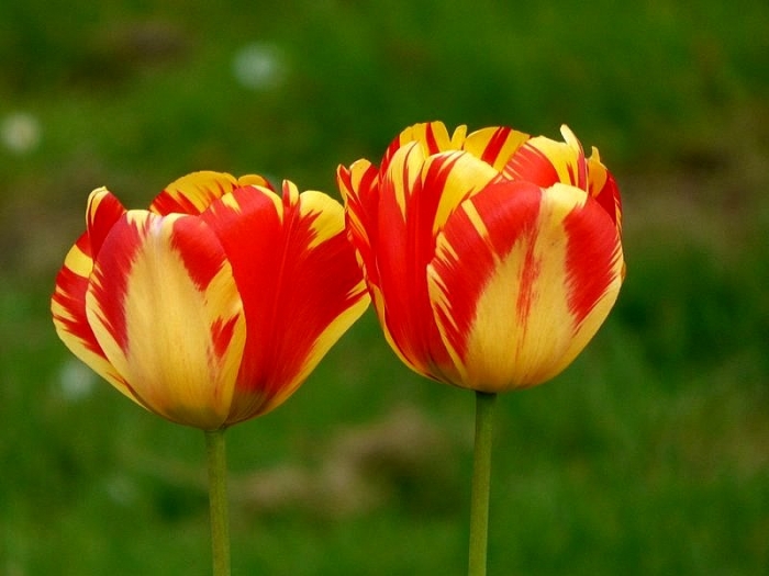 Tulpen