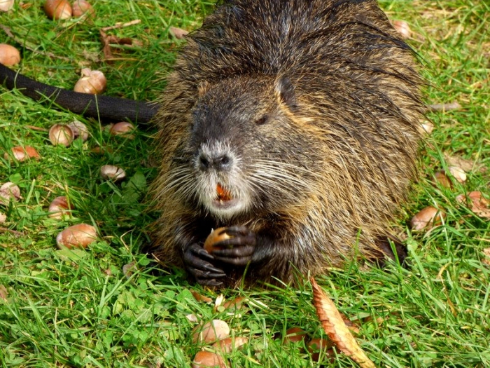 Nutria