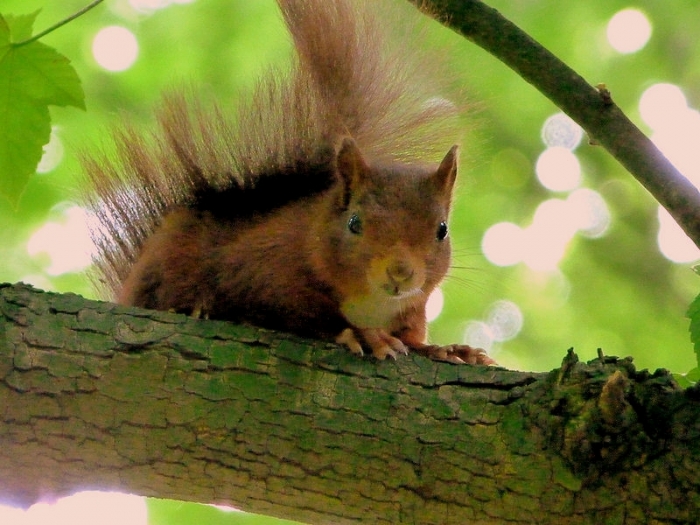 Eichhörnchen