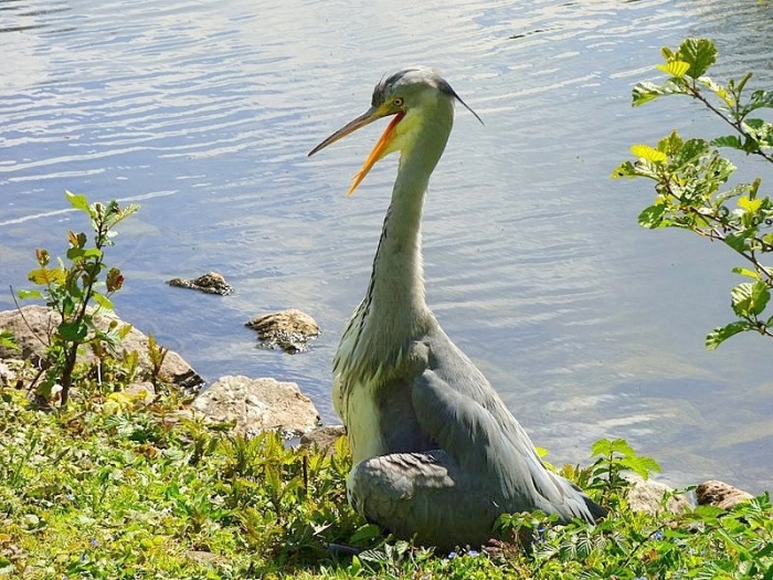 Zwei Eichelhäherkinder