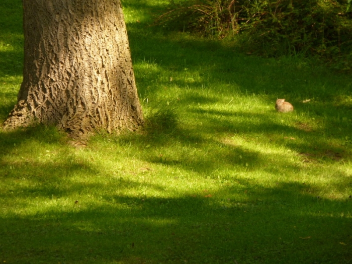 Junges Wildkaninchen