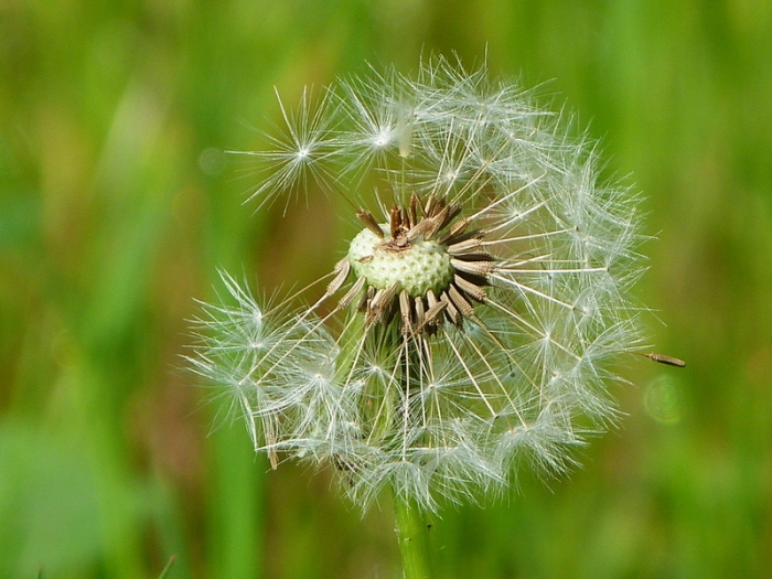 Pusteblume