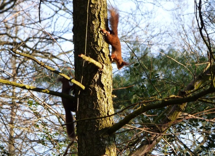 Zwei Eichhörnchen