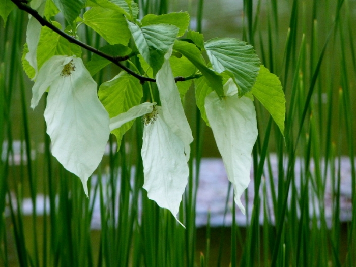Taschentuchbaumblüten