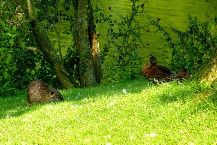 Nutria und Enten