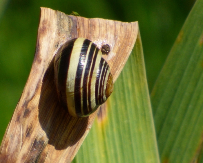 Schnecke