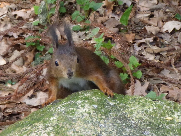 Junges Eichhörnchen