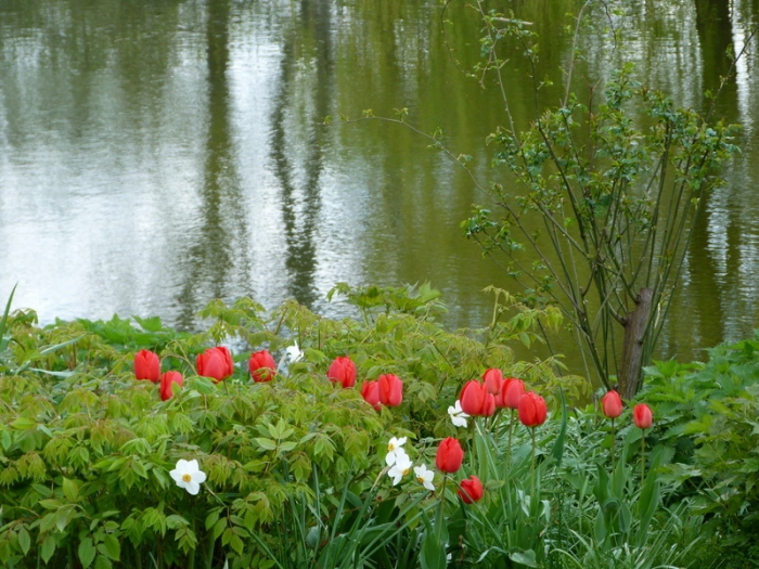 Tulpen am Teich
