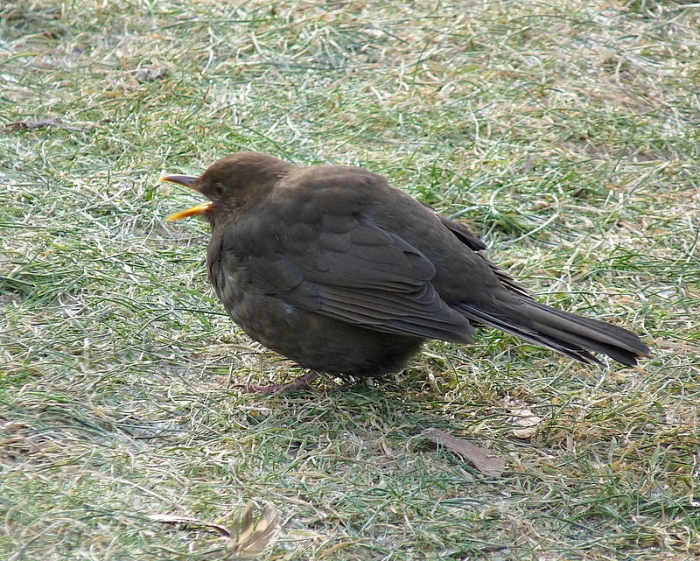 Amsel