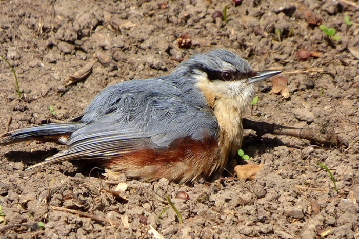 Kleiber nimmt ein Sonnenbad