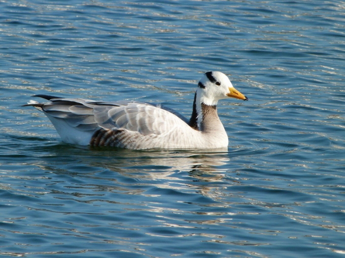 Indische Streifengans
