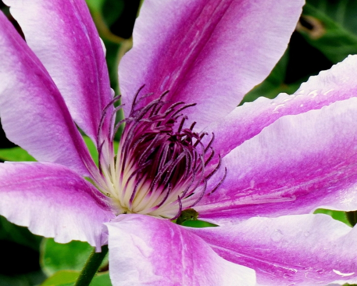 Clematis