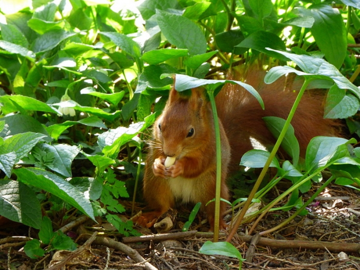 Junges Eichhörnchen