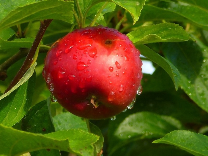 Apfel
