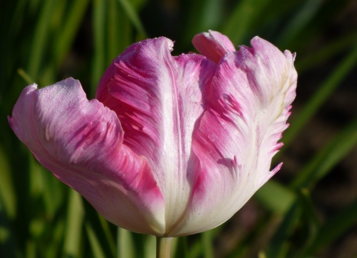 Tulpe