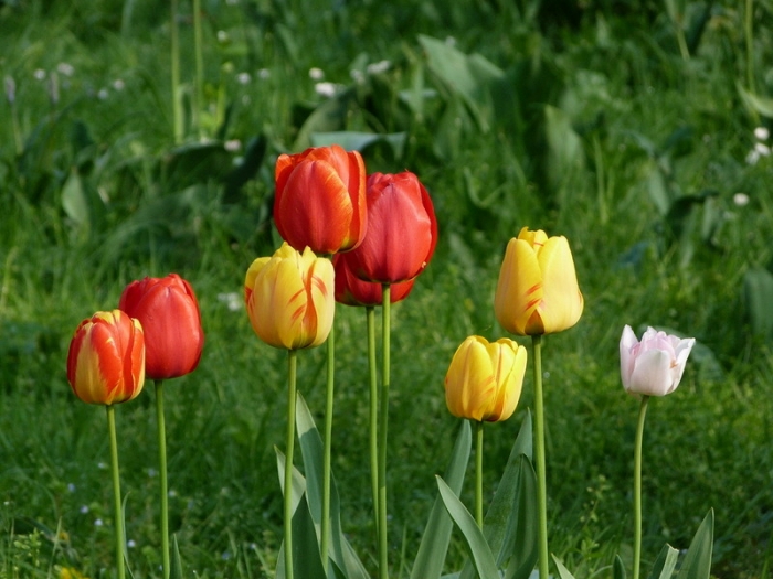 Tulpen
