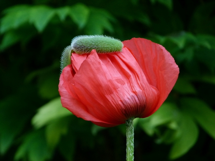 Mohn