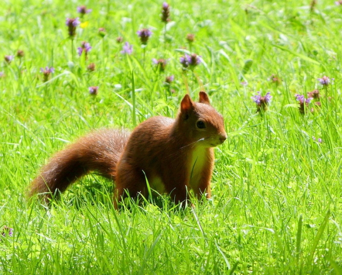 Eichhörnchen