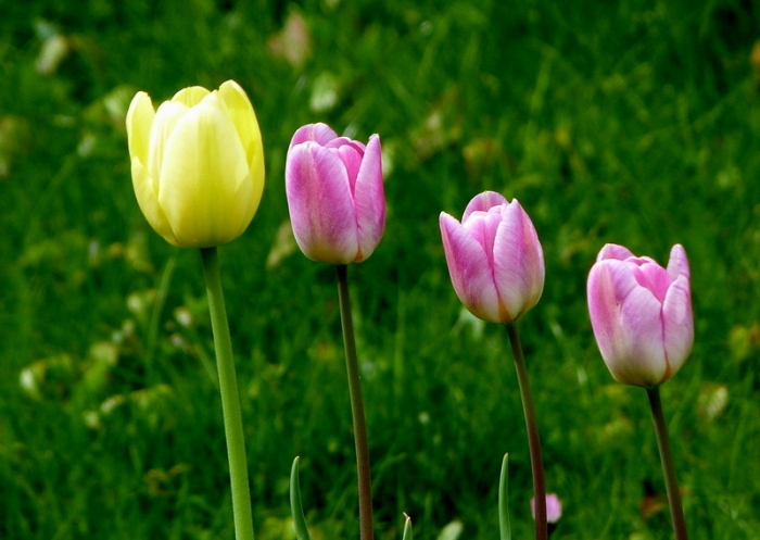 Vier Tulpen